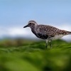 Kulik bledy - Pluvialis squatarola - Grey Plover o1078
